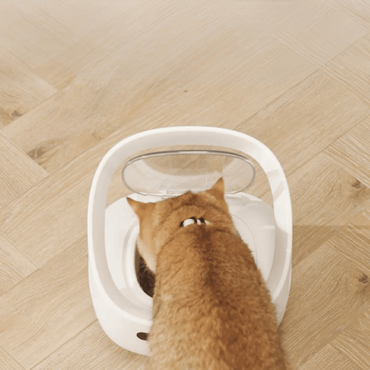 GAMELLE POUR CHAT AUTOMATIQUE | AVEC COLLIER ET APPLICATION - Leschamour