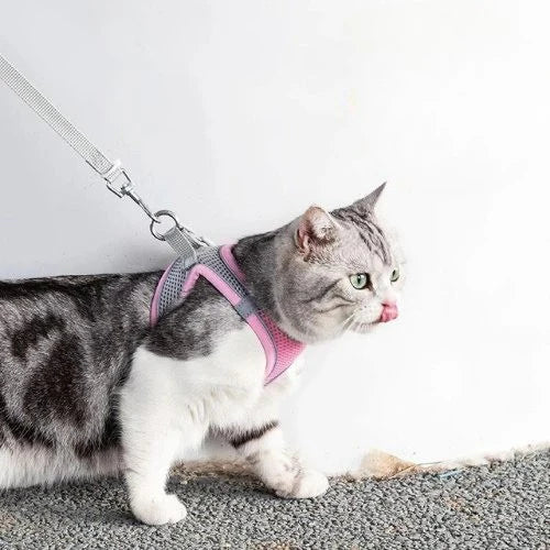 Harnais maine coon gilet rose laisse