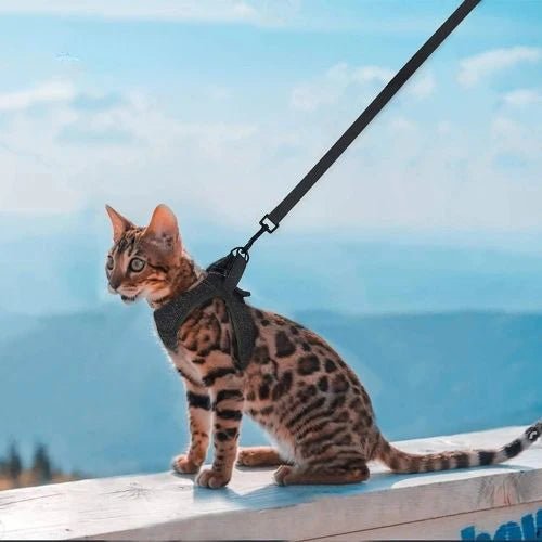 HARNAIS POUR CHAT | GILET + LAISSE OFFERTE - Leschamour