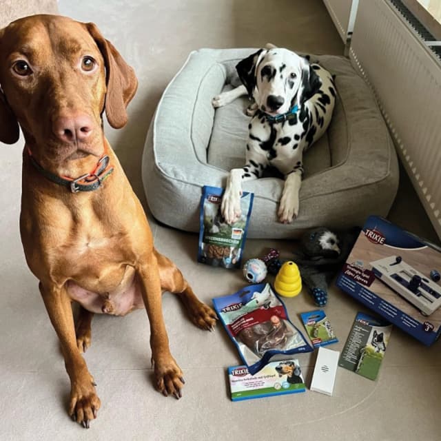 Dog image