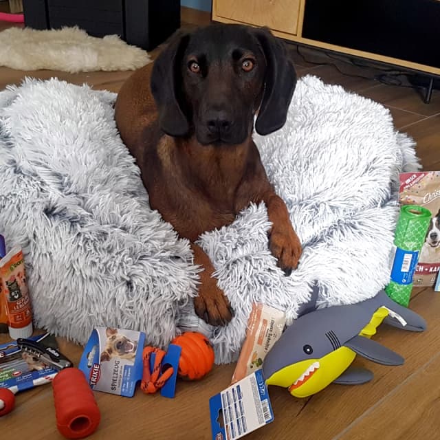 Dog image