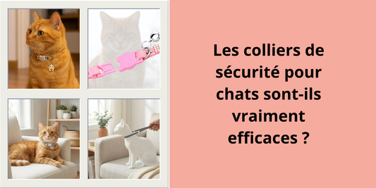 Les colliers de sécurité pour chats sont-ils vraiment efficaces ?