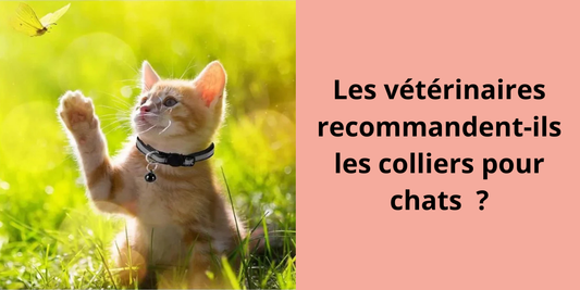 Les vétérinaires recommandent-ils les colliers pour chats  ?