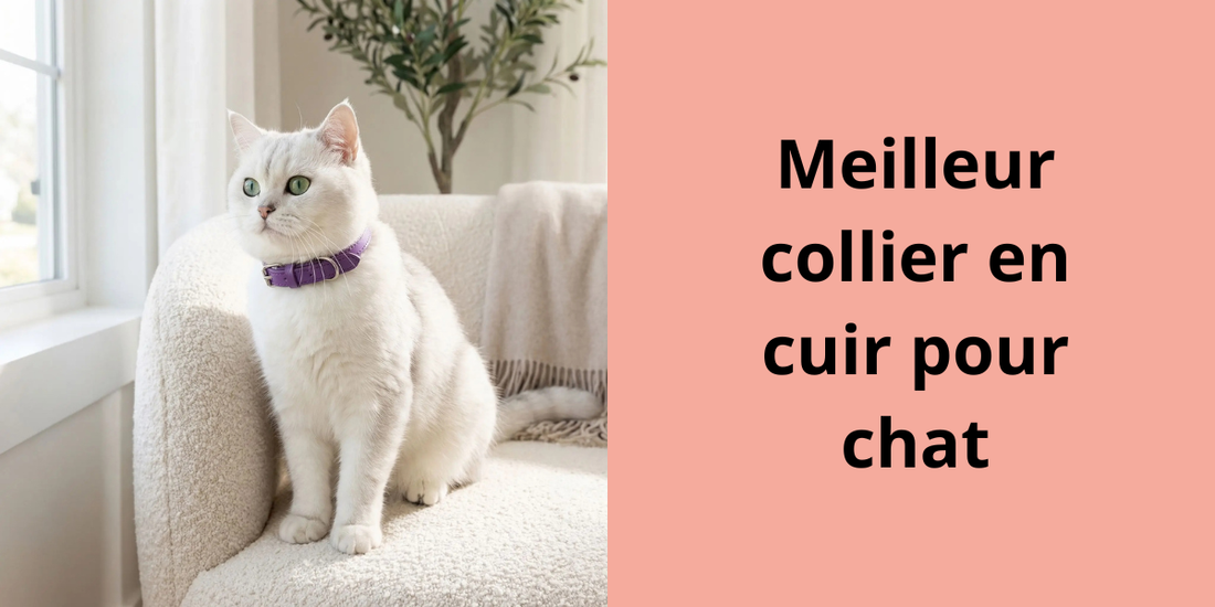 Meilleur collier en cuir pour chat