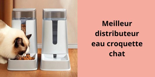 Meilleur distributeur eau croquette chat