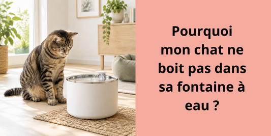 Chat qui observe une fontaine à eau pour chat