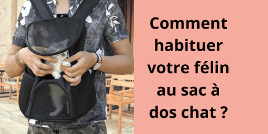 Comment habituer votre félin au sac a dos chat ? - Leschamour