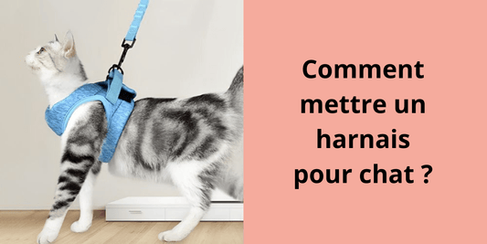 Comment mettre un harnais pour chat ? - Leschamour