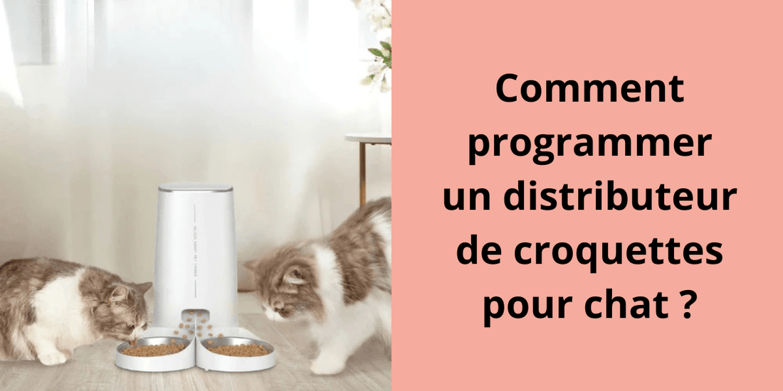 Comment programmer un distributeur de croquettes pour chat ? - Leschamour