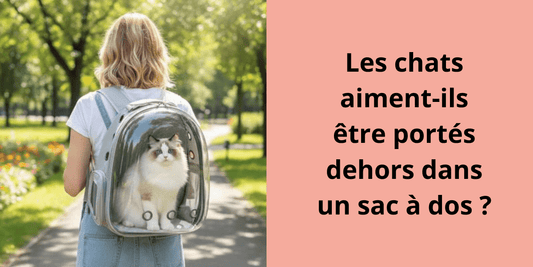 Les chats aiment-ils être portés dehors dans un sac à dos ? - Leschamour