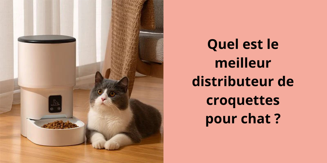 Quel est le meilleur distributeur de croquettes pour chat ?