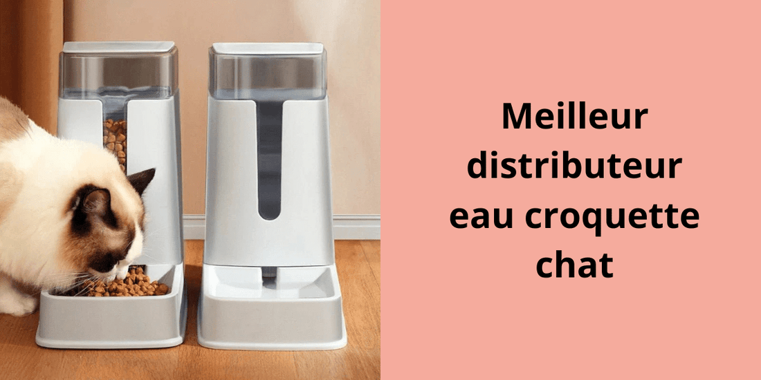 Meilleur distributeur eau croquette chat - Leschamour