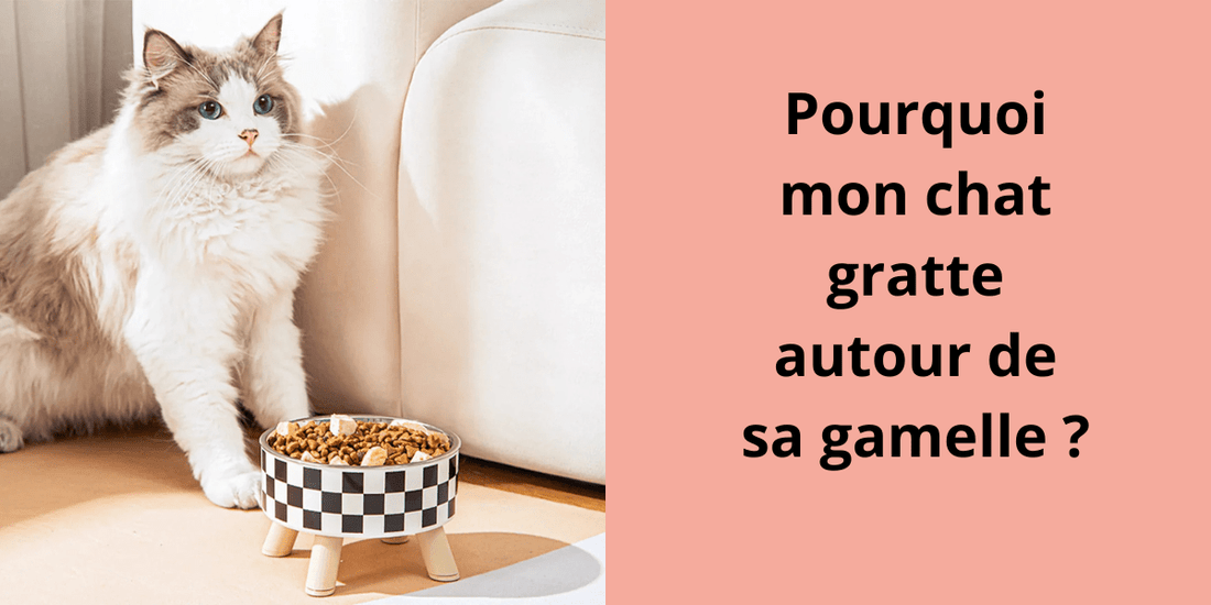 Pourquoi mon chat gratte autour de sa gamelle ? - Leschamour
