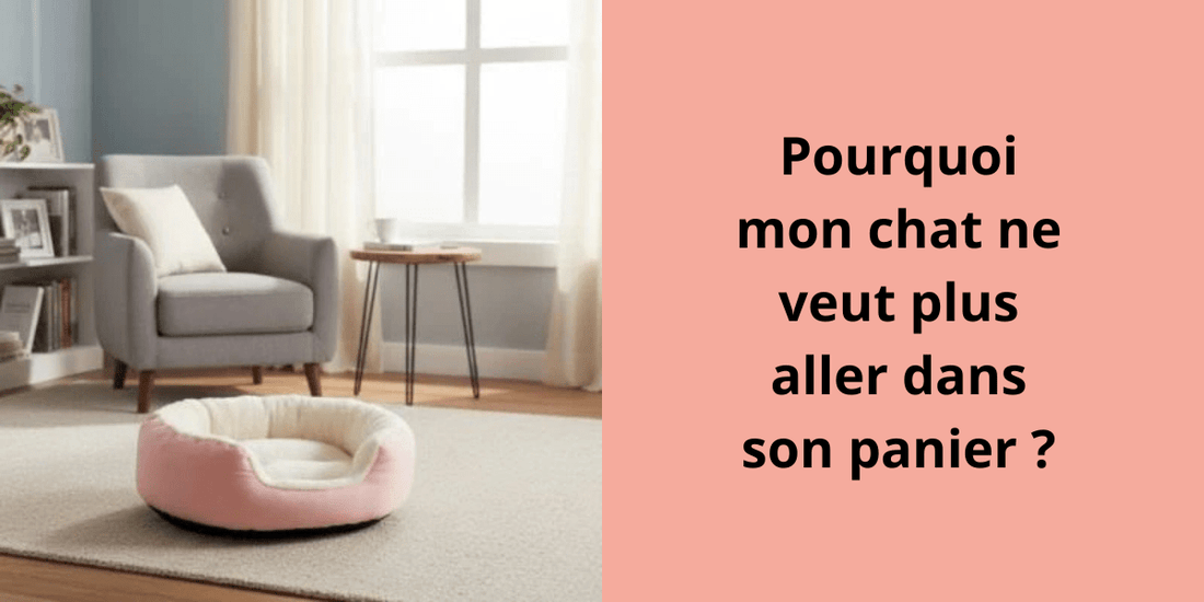 Pourquoi mon chat ne veut plus aller dans son panier ? - Leschamour