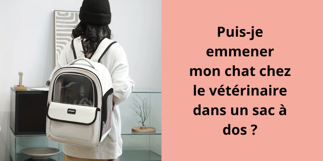 Puis-je emmener mon chat chez le vétérinaire dans un sac à dos ? - Leschamour