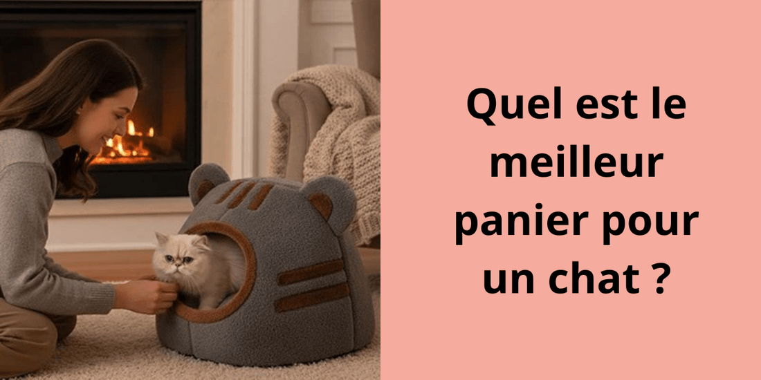 Quel est le meilleur panier pour un chat ? - Leschamour