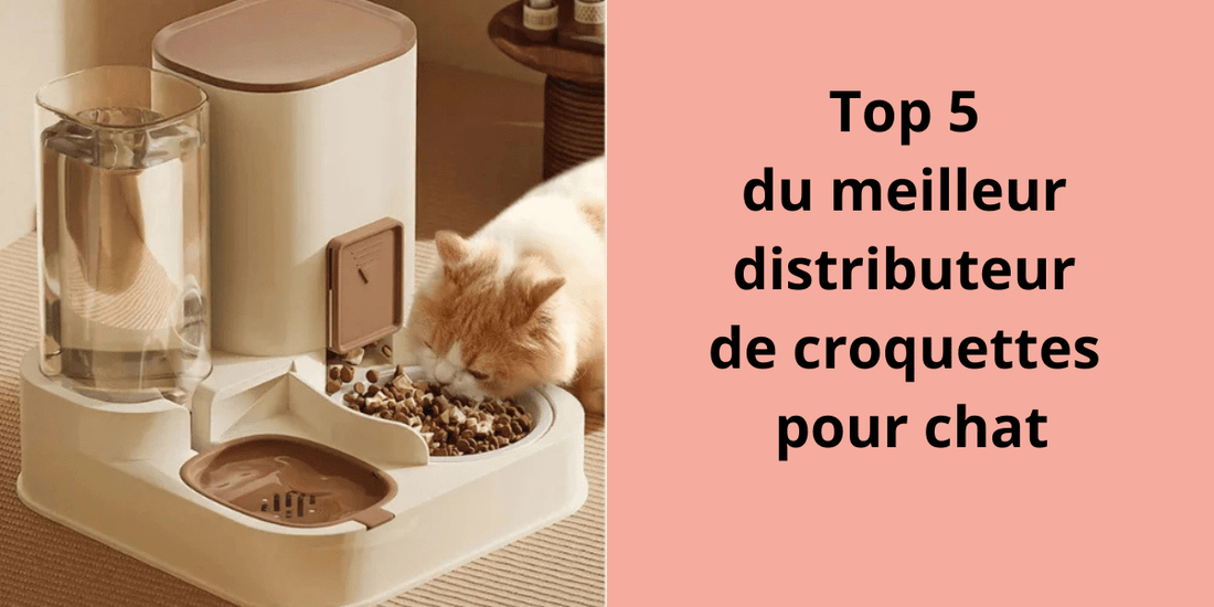 Top 5 du meilleur distributeur de croquettes pour chat - Leschamour