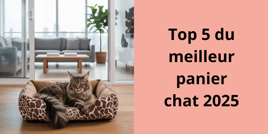 Top 5 du meilleur panier chat 2025 - Leschamour