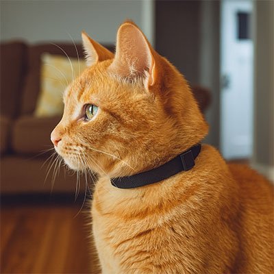 Collier anti etranglement chaton élastique et extensible noir