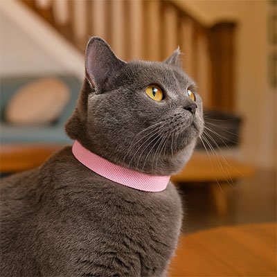 Collier anti etranglement chaton élastique et extensible réglable