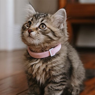 Collier anti etranglement chaton élastique et extensible rose