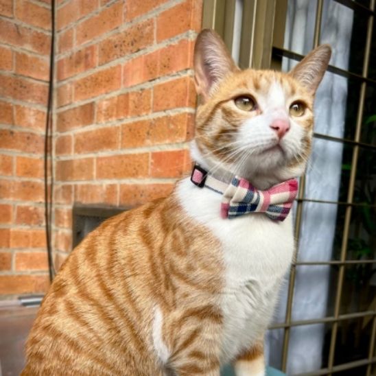 collier-anti-etranglement-pour-chat-rose