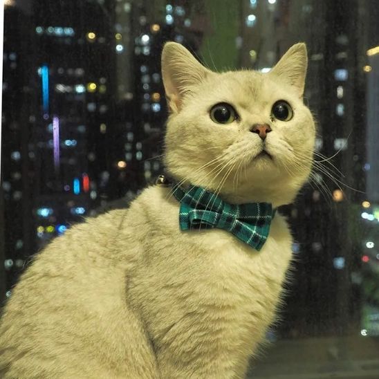 collier-anti-etranglement-pour-chat-vert