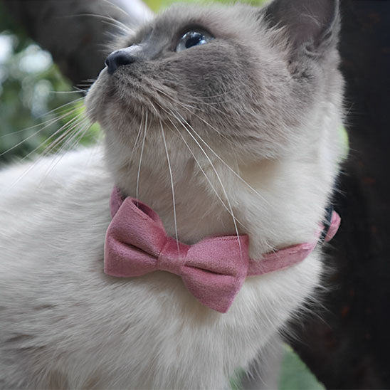 collier chat anti etranglement en velours rose noeud papillon