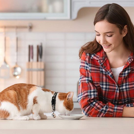 Collier chat anti étranglement étoiles et lunes clochette