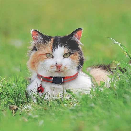 COLLIER CHAT ANTI ÉTRANGLEMENT | RÉFLÉCHISSANT - Leschamour