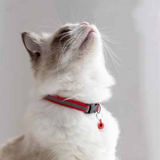 COLLIER CHAT ANTI ÉTRANGLEMENT | RÉFLÉCHISSANT - Leschamour