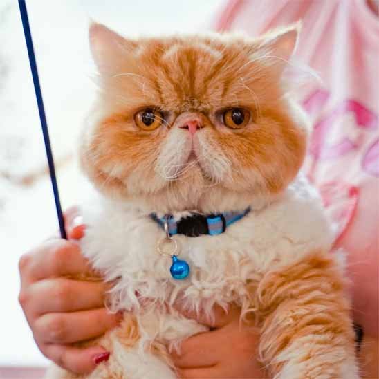 Collier chat anti étranglement réfléchissant bleu