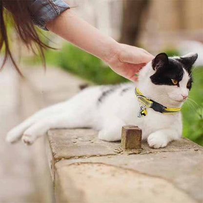 Collier chat anti étranglement réfléchissant réglable