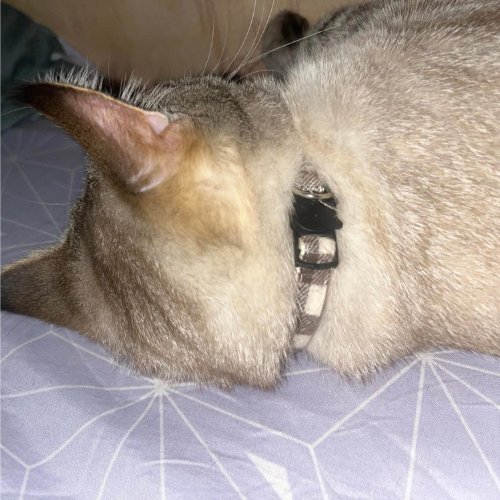 COLLIER CHAT | LOVERCAT™ - Leschamour