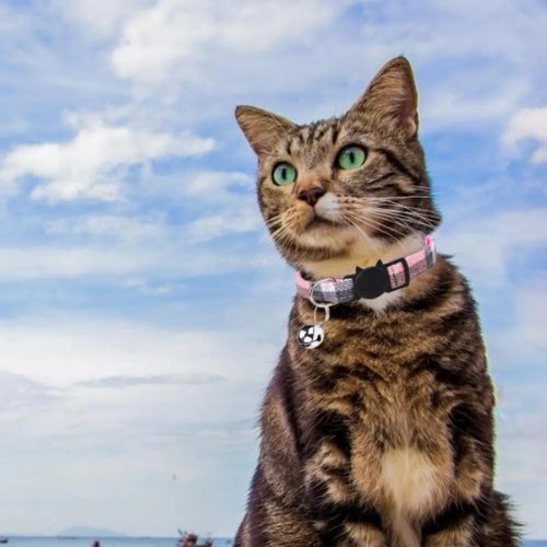 COLLIER CHAT | LOVERCAT™ - Leschamour