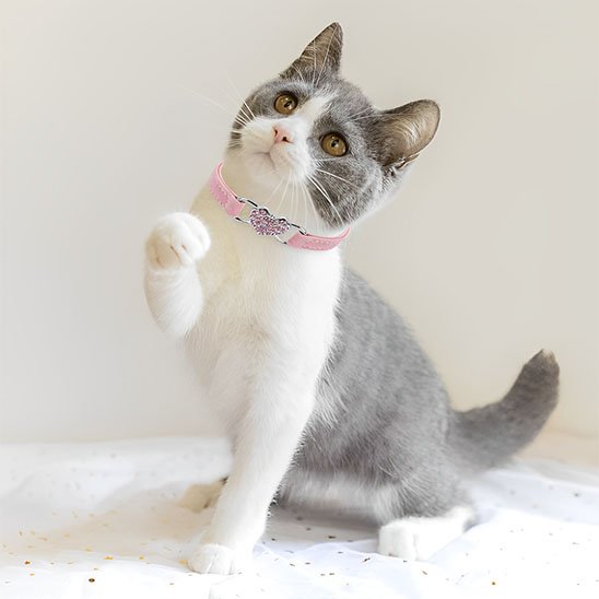 Collier chat rose élastique avec clochette