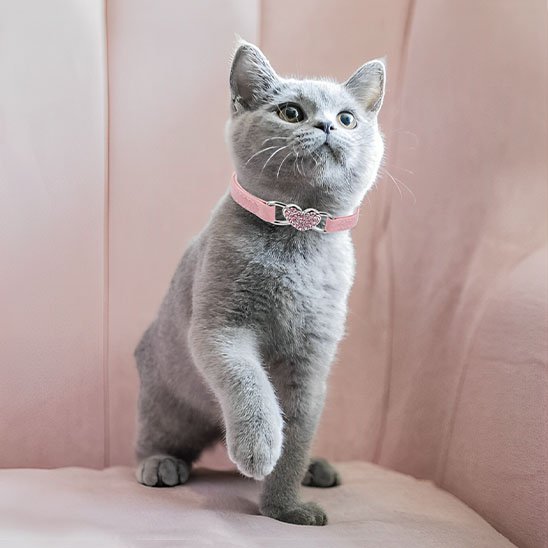Collier chat rose élastique réglable