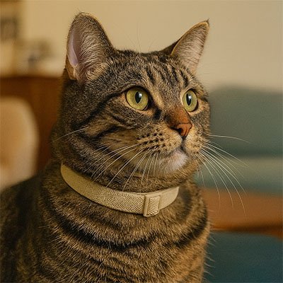 Collier chat sécurité élastique et extensible marron