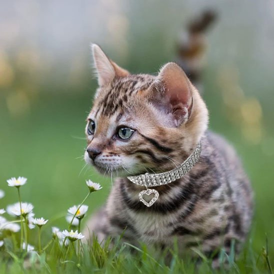 Collier pour chaton strass avec cœur gris