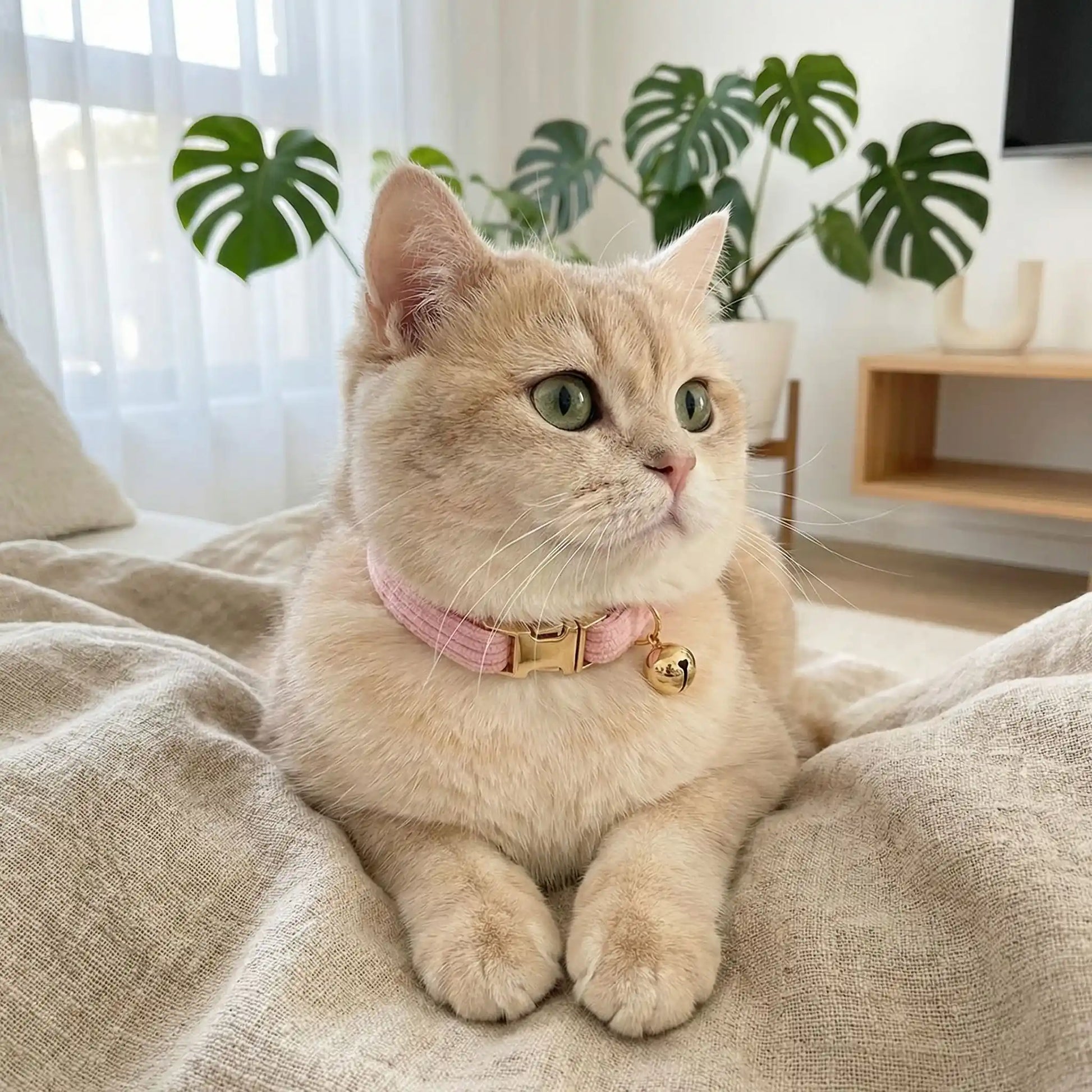 Colliers pour chatons en velours rose
