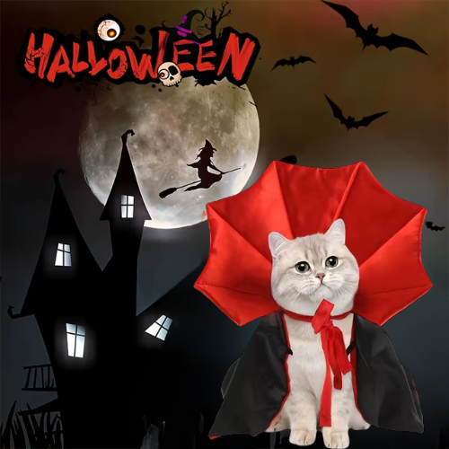 Déguisement-pour-chat-Halloween-sorcière
