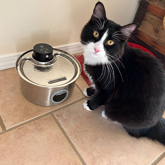 FONTAINE A EAU CHAT SANS FIL | RECHARGEABLE ET A CAPTEUR DE MOUVEMENT - Leschamour