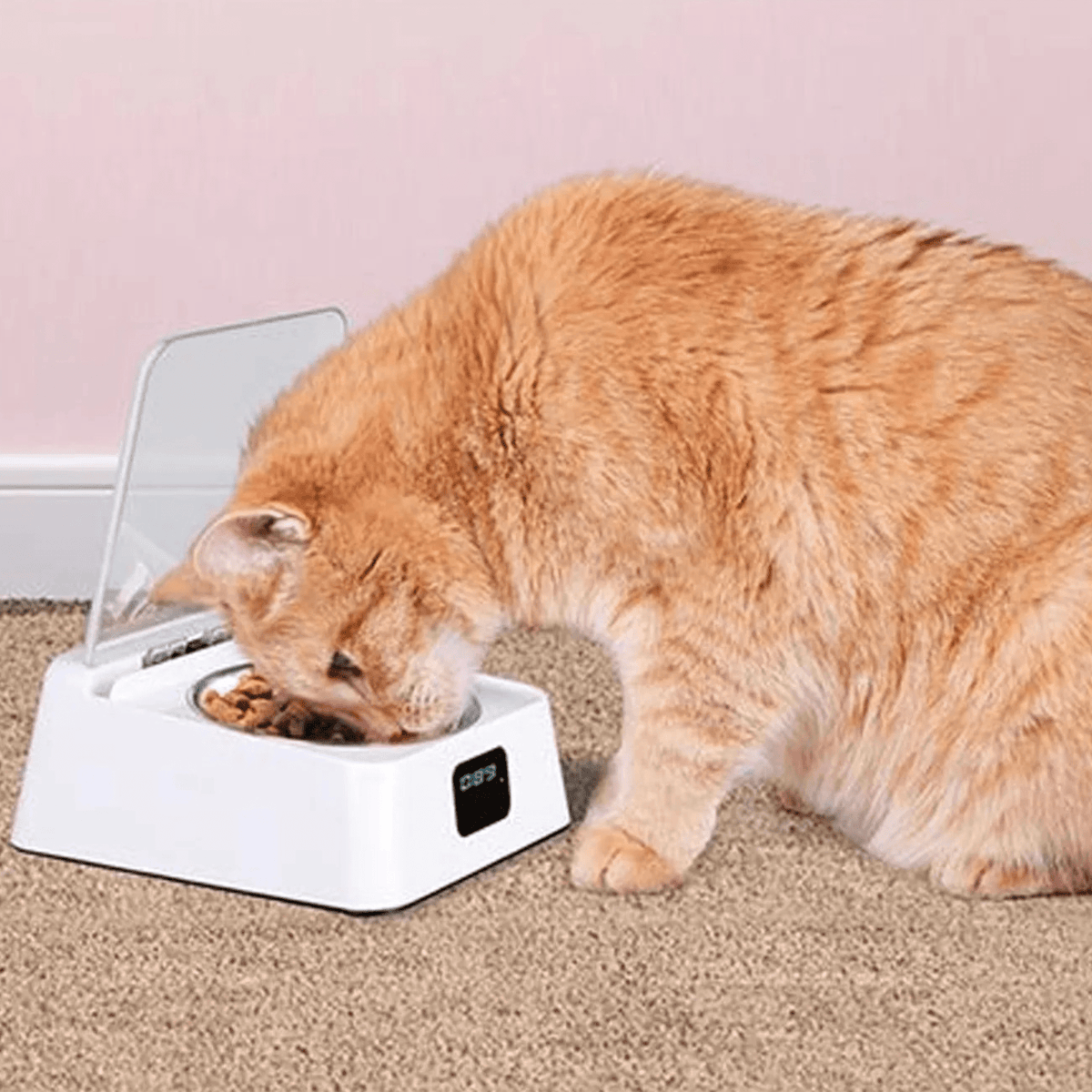 GAMELLE CHAT AUTOMATIQUE | À CAPTEUR INFRAROUGE - Leschamour