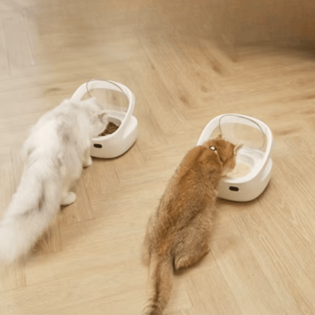 GAMELLE POUR CHAT AUTOMATIQUE | AVEC COLLIER ET APPLICATION - Leschamour
