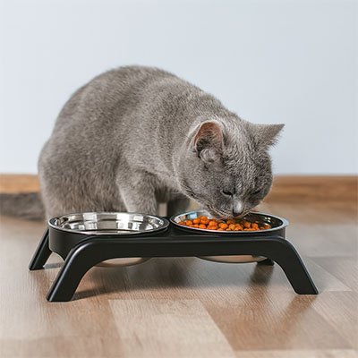 Gamelles surélevées chat en acier inoxydable ergonomiques