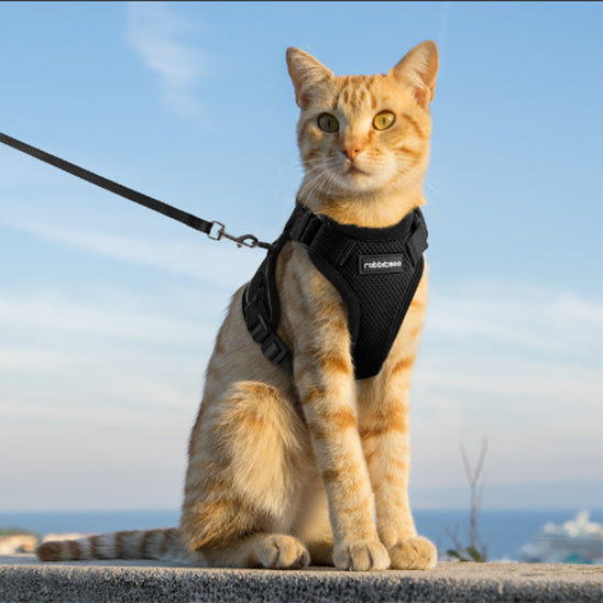 harnais-chat-anti-fugue-noir