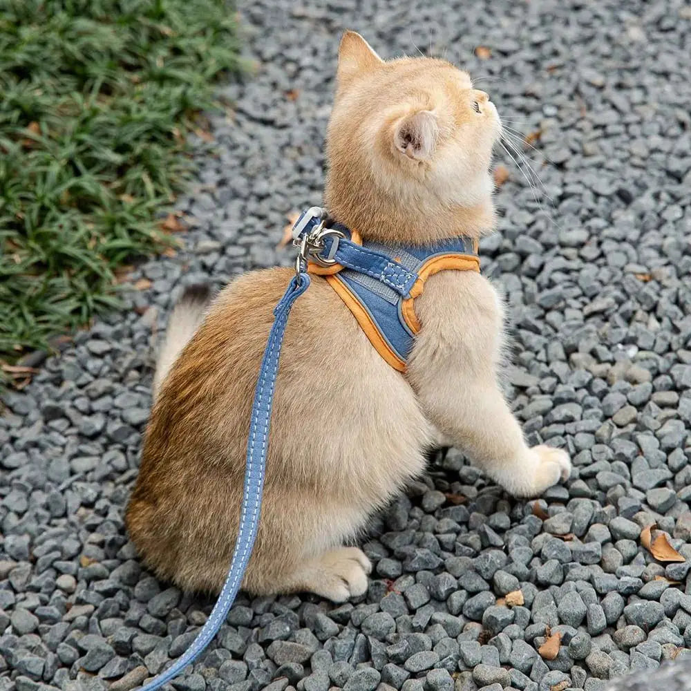harnais-chat-anti-fugue-orange-bleu