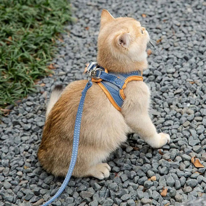 harnais-chat-anti-fugue-orange-bleu