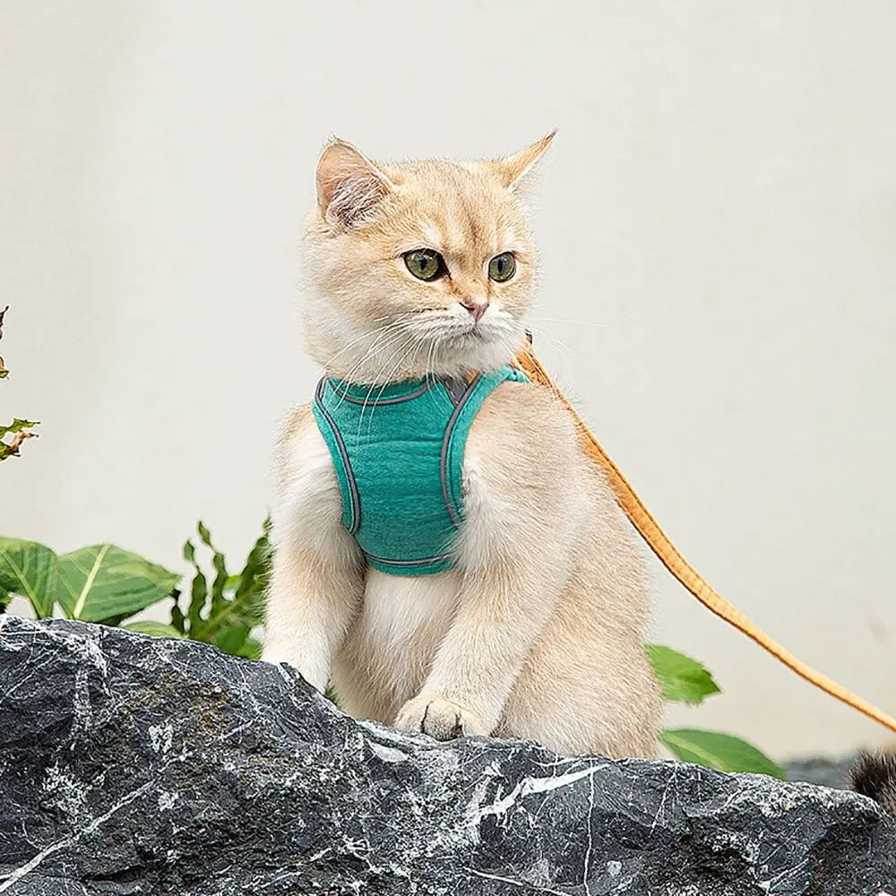 harnais-chat-anti-fugue-reflechissant