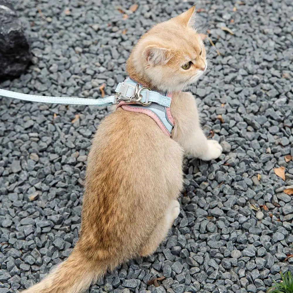 harnais-chat-anti-fugue-rose-bleu
